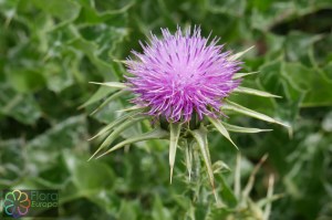 silybum marianum (1200 x 800).jpg_product_product